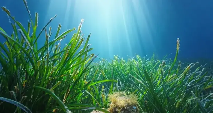 Foreste di Posidonia a rischio, a dimora 20mila piantine