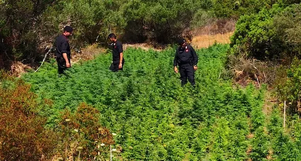 Sequestrate 6mila piante di marijuana: avrebbero potuto fruttare oltre un milione di euro