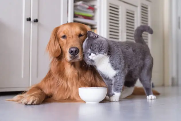 British shorthair cats and Golden Retriever