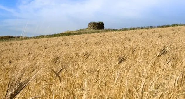 “Salva cerealicoltori”, ecco l’accordo di filiera tra Coldiretti Sardegna e il gruppo Casillo