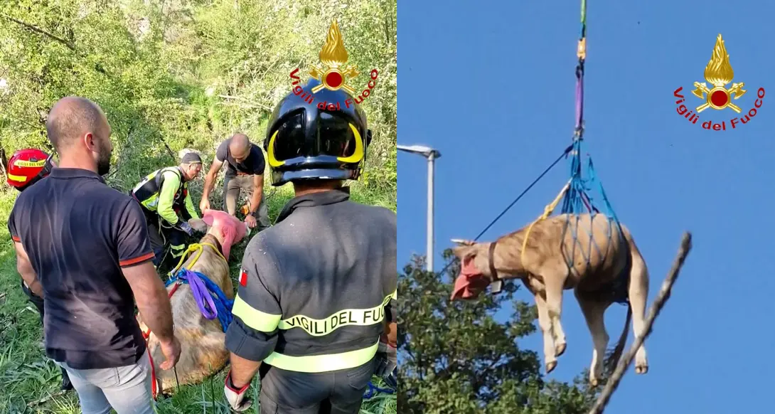 Orgosolo. Cadono in un anfratto: Vigili del fuoco salvano un bovino, muore però il vitellino