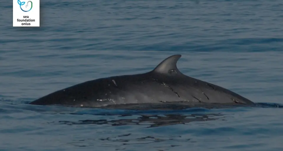 Golfo di Orosei: avvistato e identificato un individuo di balenottera minore