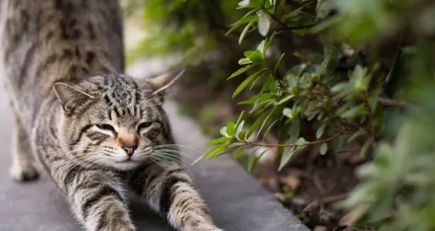 Villasimius salva e cura i gatti con i fondi della tassa di soggiorno