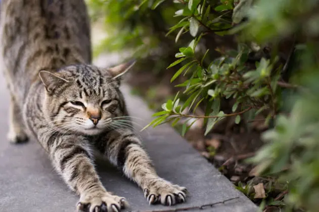 Brown tabby cat stretching