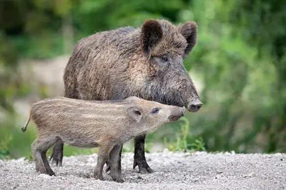 Wild Boar, Wildschwein, with Piglet / Ferkel