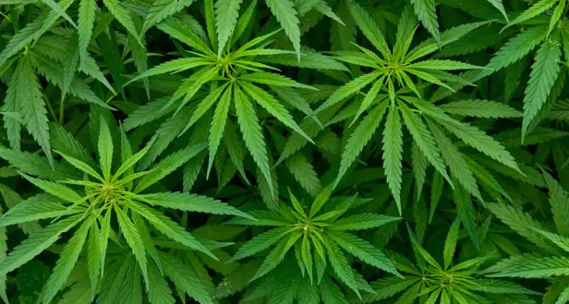 Regione Abruzzo. Dal Governo l'ok per l'uso di cannabis a scopo terapeutico