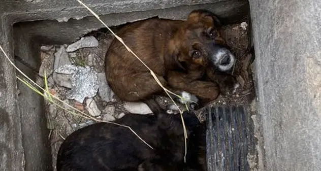 Quattro cagnolini intrappolati sono stati salvati nel cimitero di Sassari