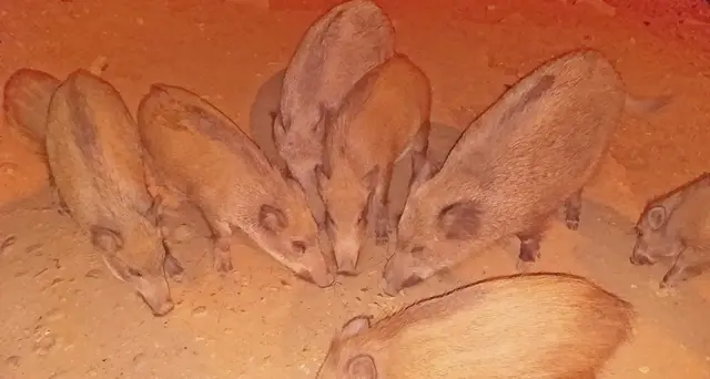 I piccoli cinghiali mangiano e si fanno accarezzare dalle persone. VIDEO