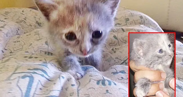 I gattini chiusi e morti dentro una busta di plastica, A-mici di Tommy: “Siete delle bestie senza cuore”