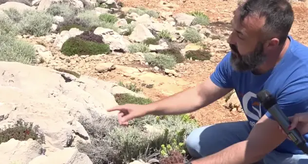 Curiosità di Sardegna. Lo sapevate? esiste una pianta che cresce solo nel Parco Regionale di Porto Conte e in poche centinaia di metri quadri