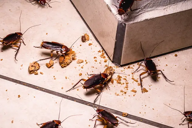 infestation of cockroaches indoors, photo at night, insects on the floor eating leftover food