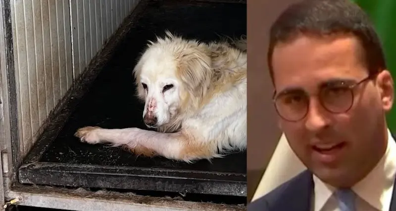 Canile di Nuoro. La denuncia del deputato Maturi (Lega): “Mai visto niente di così sporco”