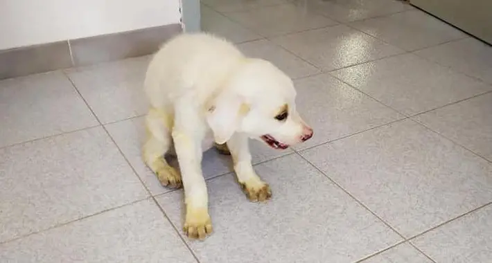 Cane meticcio abbandonato a Tissi. Il Comune lancia un appello