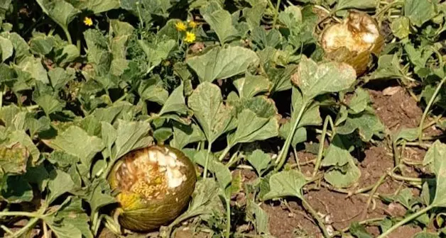 Agricoltura, danni dalla fauna selvatica. Coldiretti Oristano: “Regione e Provincia sorde, andremo dal Prefetto”