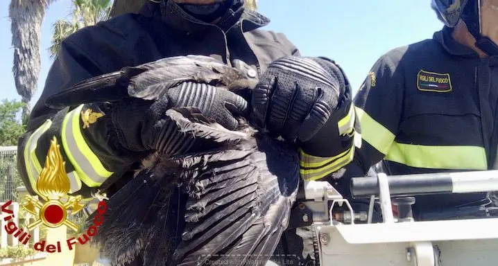 Porto Torres. Ha la zampa bloccata nei rami di una palma: Vigili del fuoco salvano una cornacchia