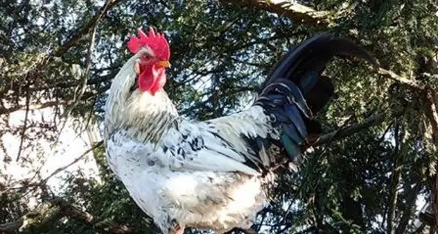 “Il gallo Garibaldi sveglia tutti alle 4 del mattino, se ne deve andare”, petizione nel Ferrarese