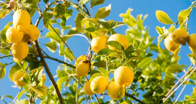 Ladro di limoni sorpreso nella notte in un cortile a Cagliari