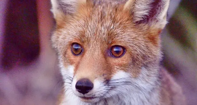 La piccola volpe ferita, curata e liberata. Il bellissimo gesto della Clinica Veterinaria San Giuseppe. VIDEO