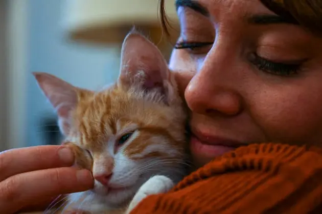 Affectionate cat on arms