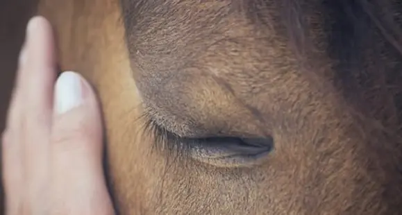 Cavallo cade e muore durante Ardia a Seneghe. Associazione: \"Che senso ha correre a mezzogiorno?\"
