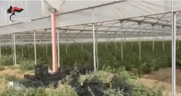 Quartu. Sequestrati 750 Kg di marijuana, IL VIDEO