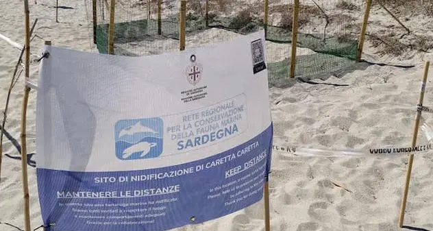 Tortolì. Caretta Caretta depone le uova in spiaggia davanti ai turisti