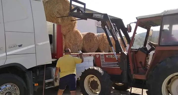Bonnanaro, 38 balloni di fieno per i pastori di Siniscola
