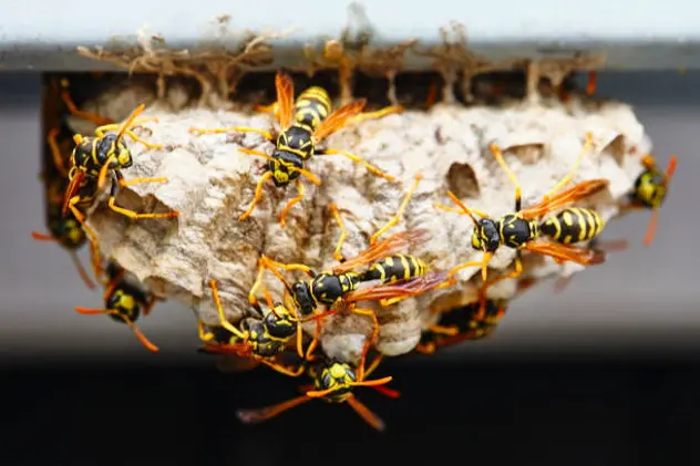 A macro of a small nest of wasp.