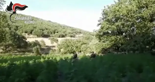 Scoperta piantagione di canapa con oltre 2 mila piante: arrestato 51enne | VIDEO