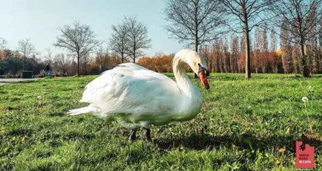 Ucciso e scuoiato il bellissimo cigno Brutus, re del Parco Nord