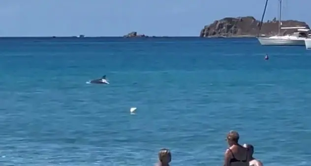 Villasimius. Due delfini nuotano vicino alla spiaggia, l’emozione dei bagnanti (VIDEO)