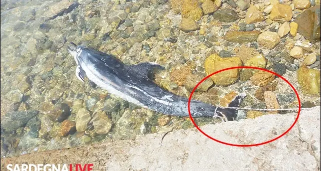 Delfino trovato morto in spiaggia a Riviera Capitana: forse arpionato da un sub