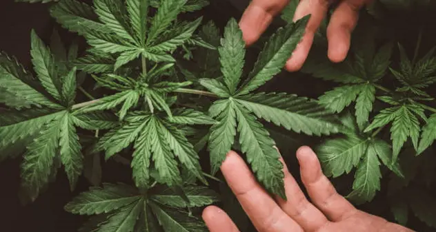 IEUD: “La marijuana non è più quella di una volta”