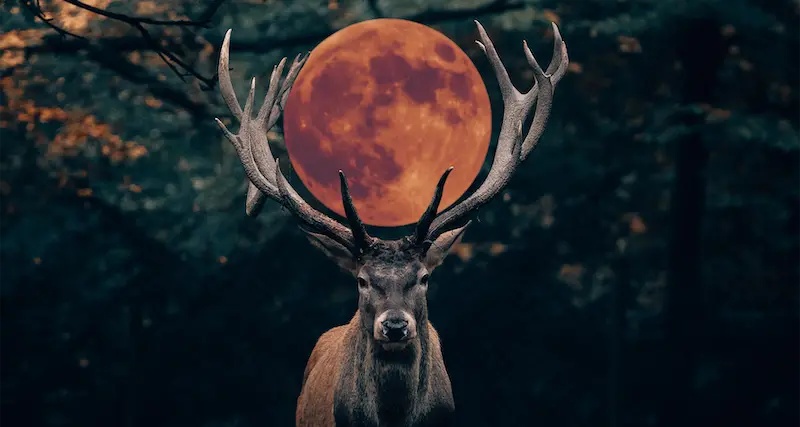 Arriva la Superluna del cervo: ecco quando ammirarla