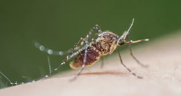 Il virus West Nile torna a far paura, morto un anziano in Veneto