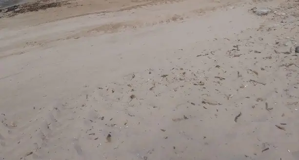 Ripulita la spiaggia de “La Speranza”