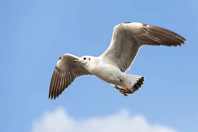 sea gull flying on clar sky in Thailand