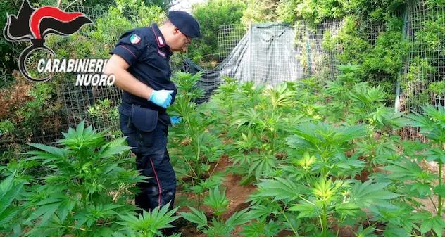 Scoperta una coltivazione con 180 piantine di cannabis