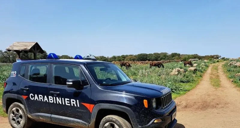 Cane ucciso a sassate sulla Giara di Gesturi: denunciato un allevatore