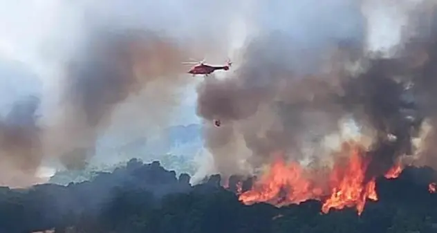 Coldiretti: “Almeno 15 anni per ripristinare il verde distrutto dai roghi”