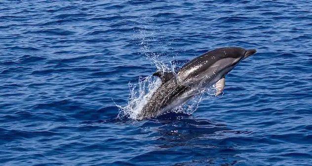 Delfini uccisi per farne “mosciame”: la denuncia del WWF