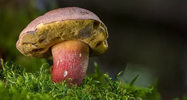 Imparare a conoscere i funghi grazie al gruppo micologico torralbese