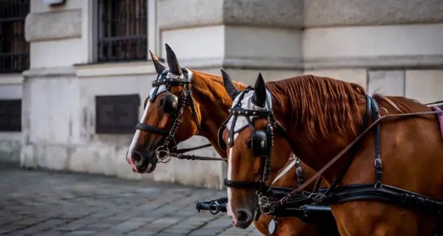 “Basta animali come mezzo di trasporto”, le botticelle saranno solo un ricordo