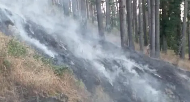 Incendio nella pineta Salvatore Pala. Il Sindaco Angelo Sini: “La Regione dia piene gambe a Forestas”