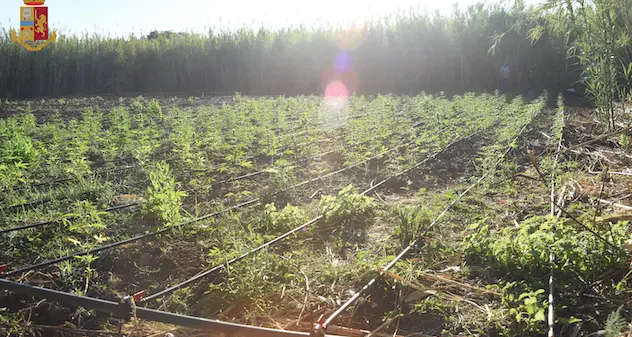 Scoperta piantagione di canapa con oltre 600 piante