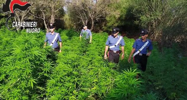 Sorpreso mentre coltivava una piantagione di cannabis: arrestato. IL VIDEO