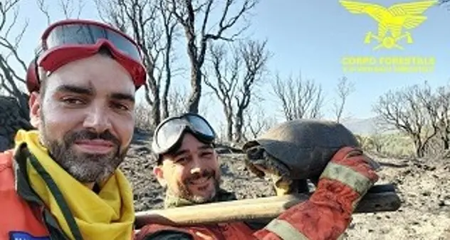 Oggi 11 incendi in Sardegna, salvata una tartaruga dalle fiamme a Calangianus