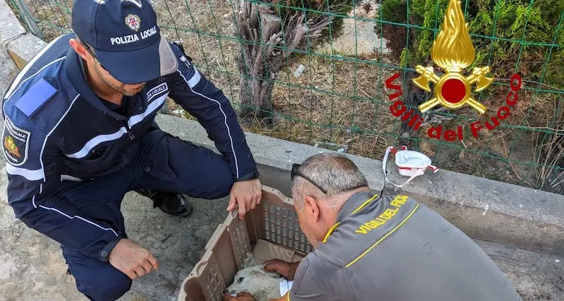 Sassari. Incendio a Truncu Reale, Vigili del fuoco e Polizia locale salvano un cucciolo di pastore maremmano ferito