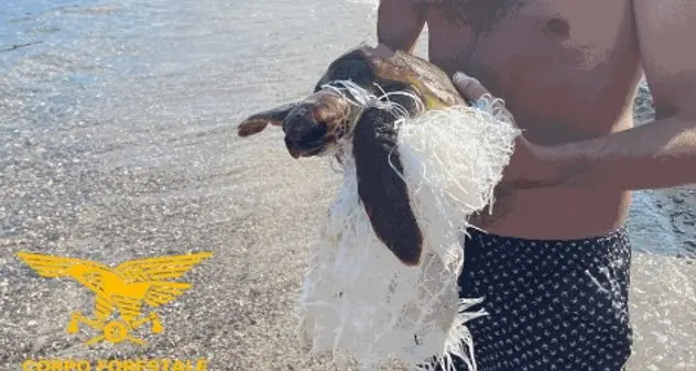 Tartaruga Caretta Caretta in un sacco di iuta e plastica, salvata dalla Forestale