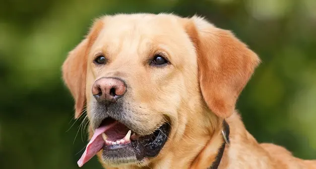 Fiume Santo, un tratto di spiaggia accessibile per i cani